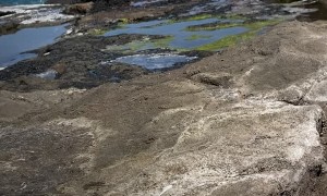 Paraplegic Pup Chases Ball Along the Shore