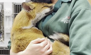 Fox Cuddles Are the Fix for a Long Day