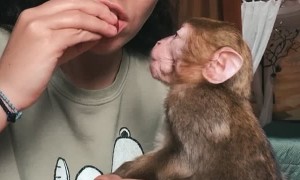 Having a Snack with a Rescued Baby Monkey