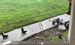 Mama Skunk Has Her Paws Full With Six Babies