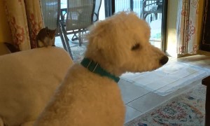 Adorable Relationship Between a Rescue Squirrel and Dog