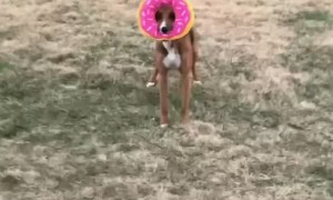 Doggy Zooms Around Yard With Favorite Donut Toy