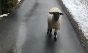 Sheep hilariously hops down the driveway