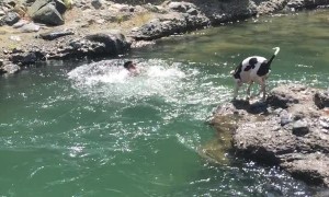 Guy Pretending to Drown Gets Help From His Dog