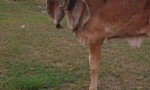 Cute Calf Has Giant Ears