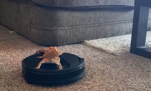 Bearded Dragon Rides Robot Vacuum Around House
