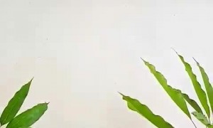 Sleepy Puppy Snoozes in a Hammock