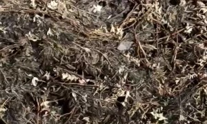 Puppy Stuck in Swamp Rescued by Fisherman