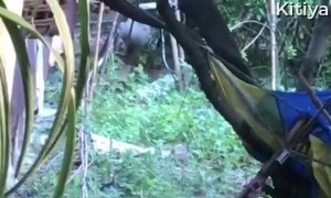 Huge Snakes Wrap Around Each Other