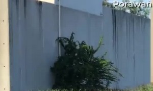 Woman Tries to Scare Stray Dogs Away From Monitor Lizard