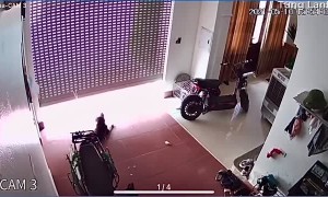Scary Moment for Doggy Tied to Roller Door
