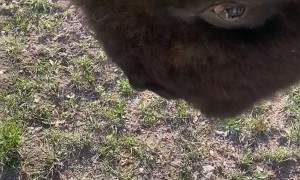 Bison Headbutt Knock Down