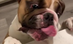 Hungry pup gives his best effort to reach pizza on the table