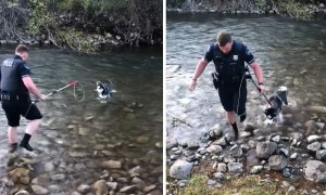 Officer rescues scared dog stranded in a river