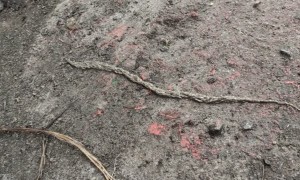 Fungus Gnat Larvae Move As Mass