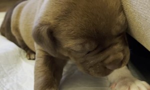 Puppy is Too Tired To Stand