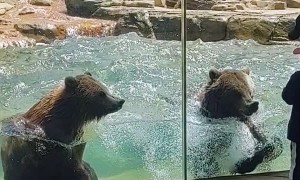Dancing Bears Make Waves at the Zoo