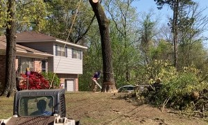 Big Tree Felling Fail in Birmingham