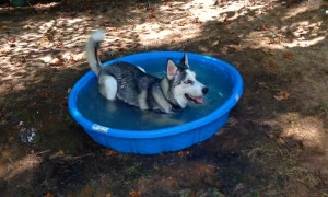 Puppy Has The Time Of His Life Playing In New Baby Pool