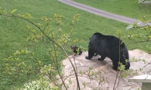 Bear Showing off Her Cubs