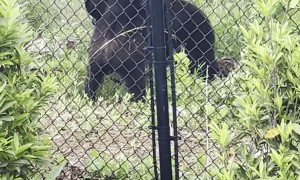 Bears Wrestle Around