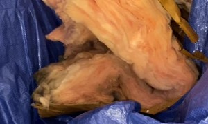 Hidden Litter of Kittens Removed From Rooftop