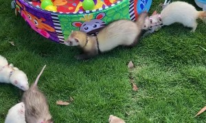 Ferrets Get Together at Local Park