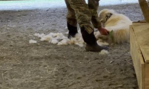 Baby Goat Supervises Dog Grooming