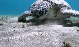 Remora Fish Hitches a Ride on Lovely Turtle