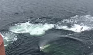 Humpback Whale Bubble Feeds Next to Dock
