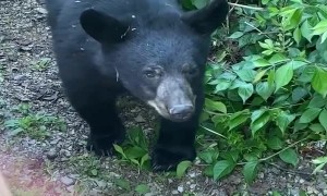 Cute Cubs Peek through Porch
