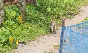 Pesky Bird Pecks at Crossing Kitty