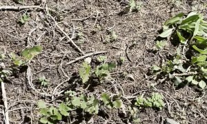 Mountain Lion Stalks Hiker in Utah