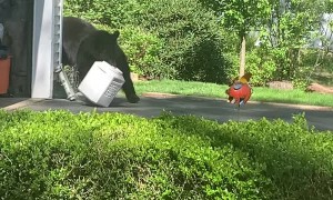 Hungry Bears Make Off With Bird Seed