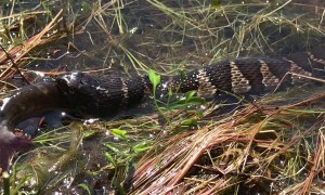 Water Snake Enjoys Catfish for Lunch