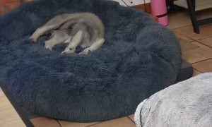 Wolfdog Pup Has a Rough Jump to Dog Bed