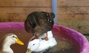 Olive the Duck Using Friend as Paddleboard