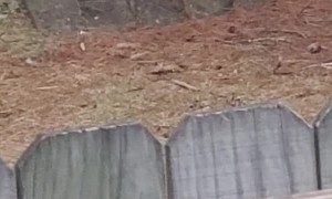 Baby Fox Cuddle Pile