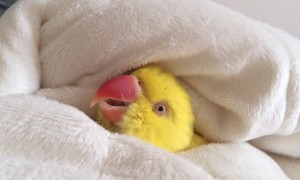 Cozy Parrot Has A Hard Time Getting Out Of Bed