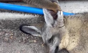 Sleepy Bat Eared Fox Gets Ear Massages from Nosy Lemurs