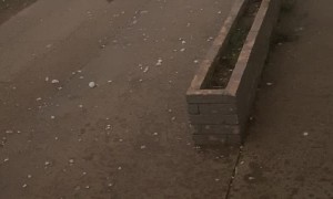 Cat Sprints Through Hail Storm Seeking Shelter
