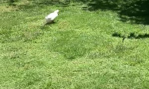 Corgi Disapproves of Duck Pursuer