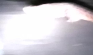 Family Waits While Crocodile Crosses Road