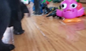 Puppet the Pug Trying to Lick Her Paws