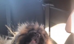 Gas Fill up Garners Doggie Protest