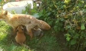 Family of Foxes Feeding