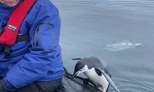 Penguin in Antarctica leaps into passing boat