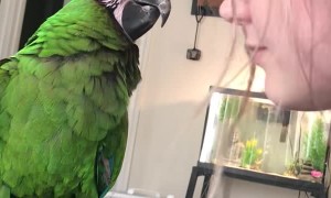 Macaw Parrot Plays Copycat