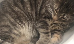Cat in Sink Confused by Water Stream
