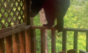 Bear Climbs up to Investigate Cabin Deck